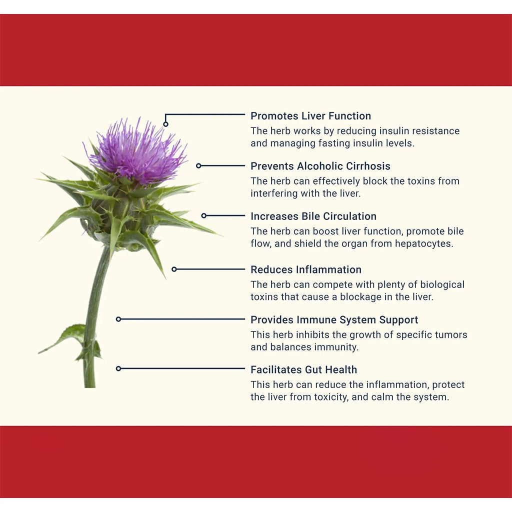 Nature's Answer Milk Thistle Seed Standardized Vegan Capsules For Detox & Liver Function, Pack of 120's - Easy Pharmacy LLC