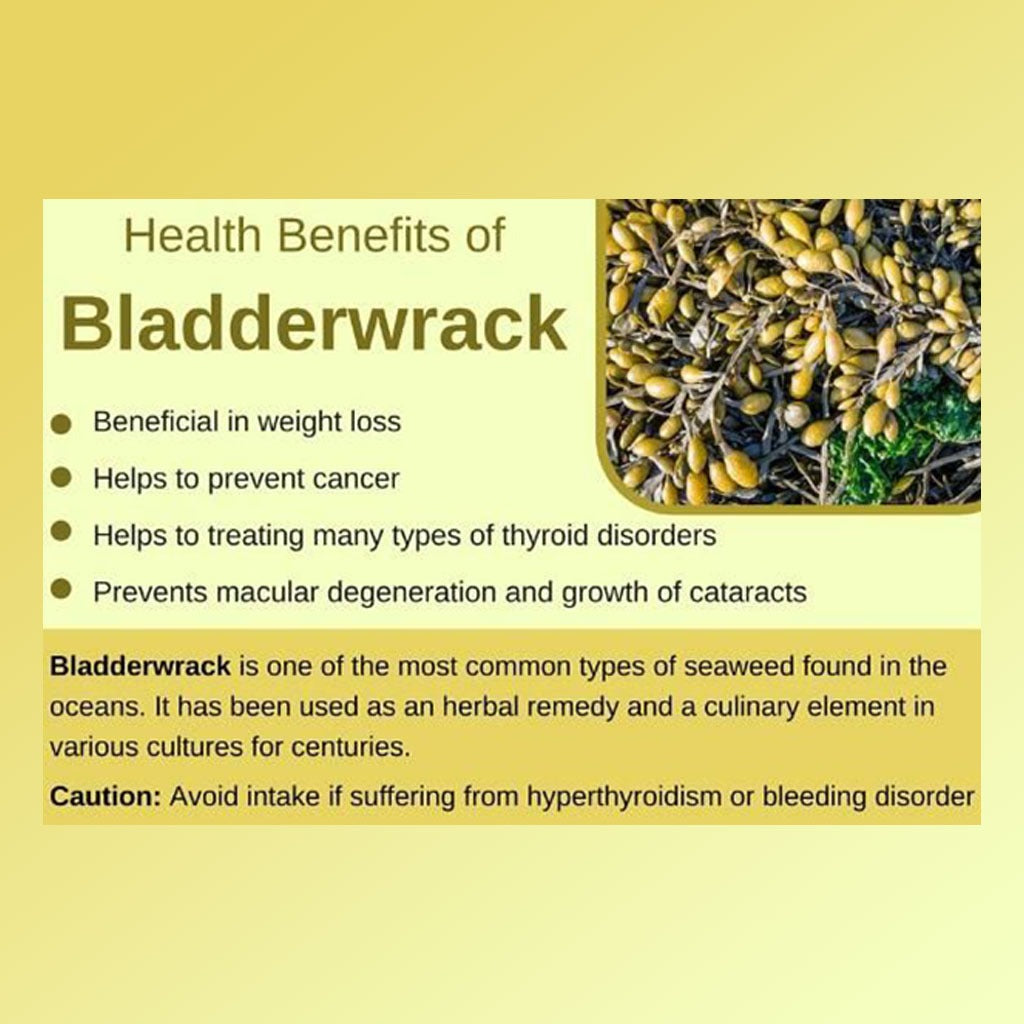 Nature's Answer Bladderwrack 250 mg Vegetarian Capsules 90's - Easy Pharmacy LLC